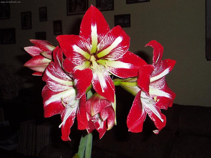 Foto: květy