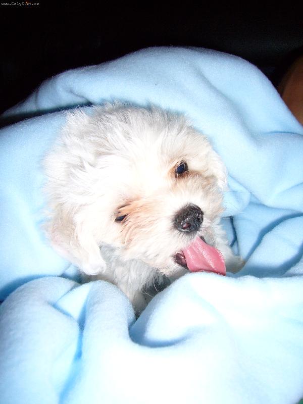 Foto: náš miláček Cassie