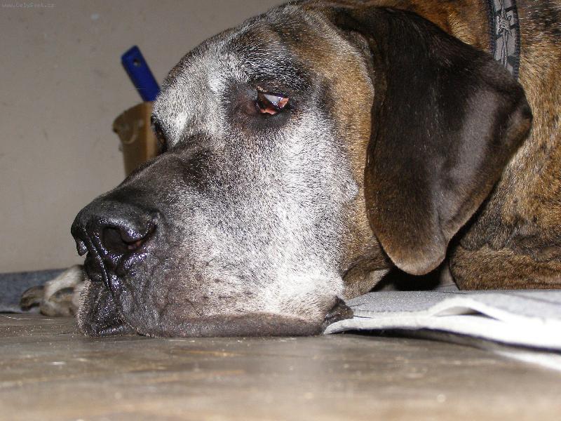 Foto: Caky u Rychlého ďábla