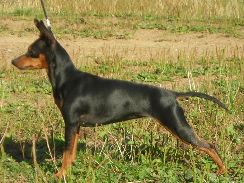 Foto: Trpasličí pinč