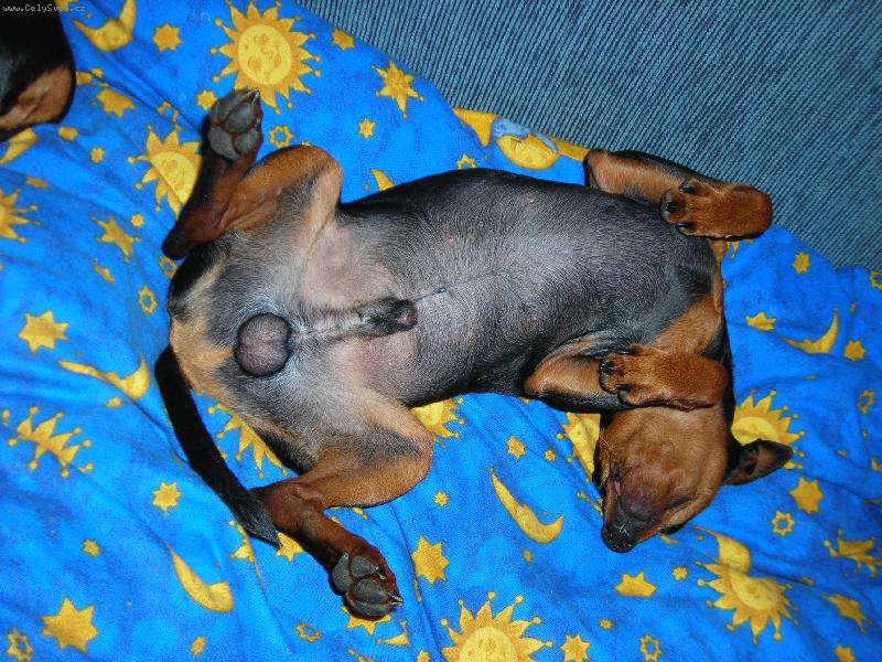 Foto: Trpasličí pinč