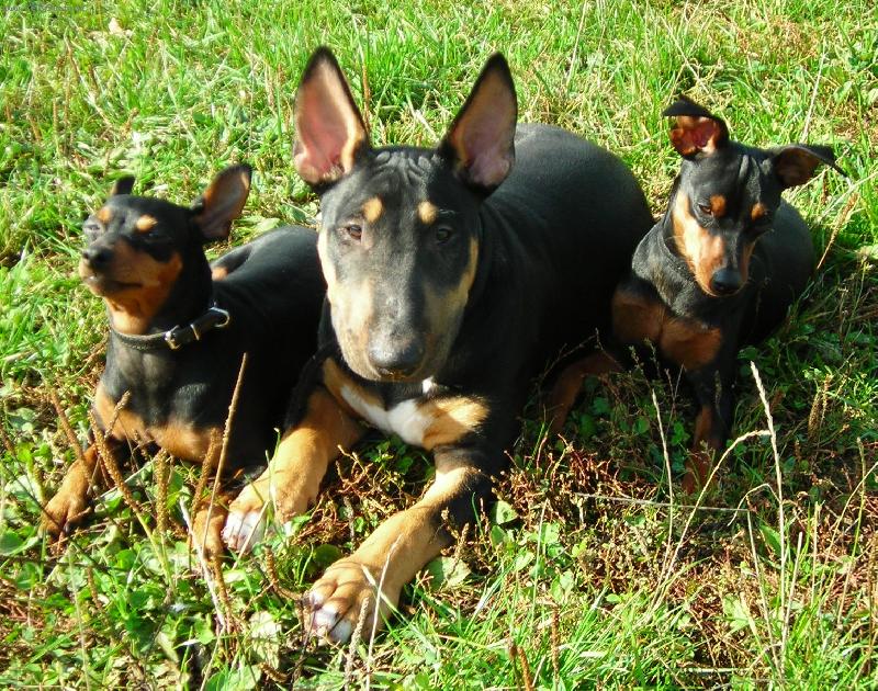 Foto: Trpasličí pinčíci a Bulíkem-www.pincabull.estranky.cz