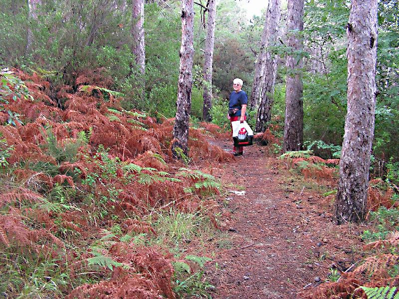 Foto: kouzelný les-foceno dig.fot.dimage 10
