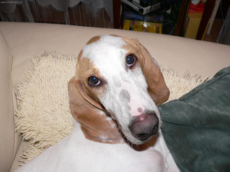 Foto: Naše zlatíčko-8 měsíční Athos