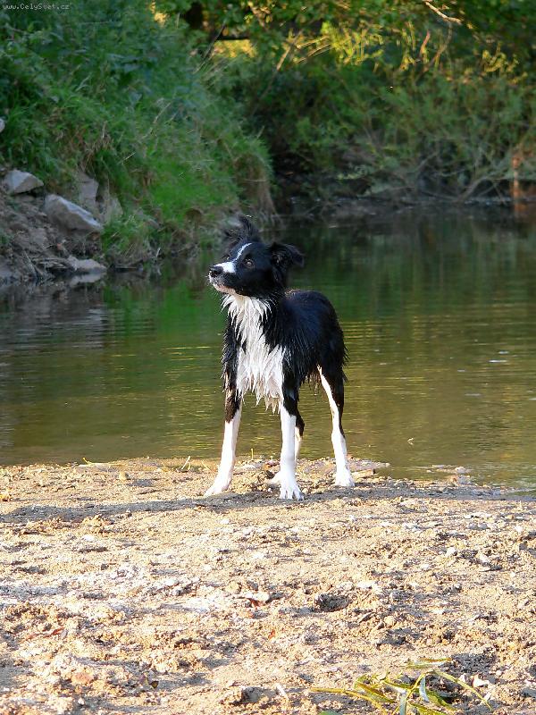 Foto: Borgia Corrie Mintaka-Vodní živel