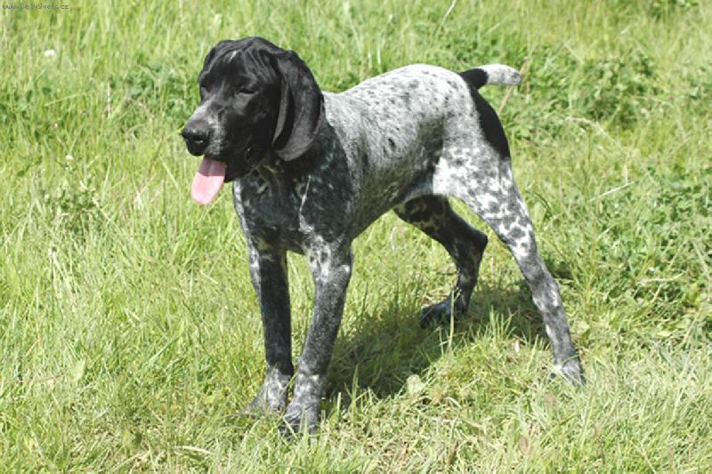 Foto: Brigand-mladý pes