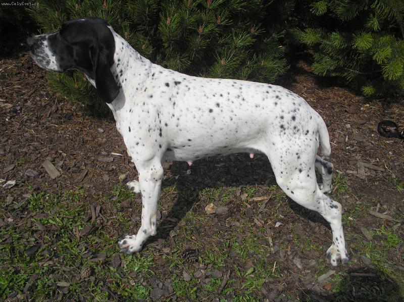 Foto: Anda z Rejdiště-Chovná fena  CHS DAMA Krkonoše