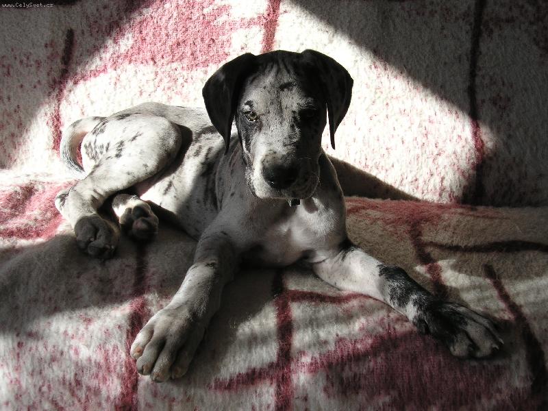 Foto: Cipísek-Stíny