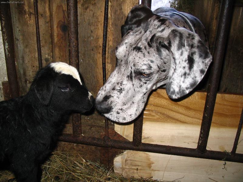 Foto: Cipísek-Kamarád?