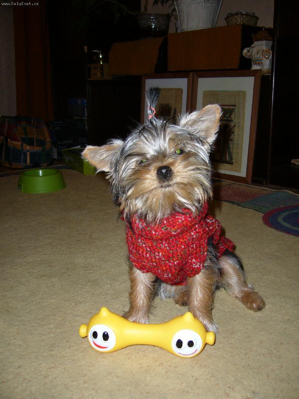 Foto: Ennynka-Ennynka v novém oblečku a s novou kostí :-)