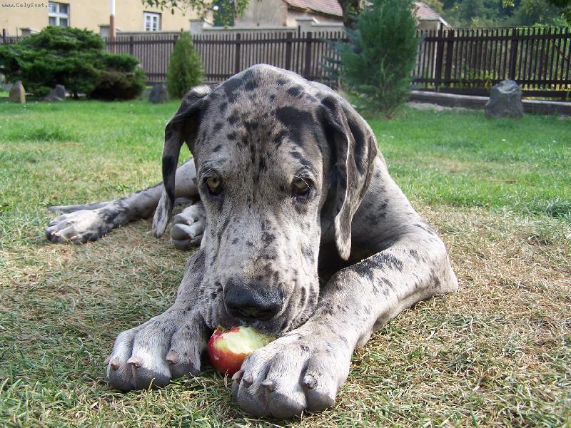 Foto: IGOREK-Jablíčka , ty mám rád