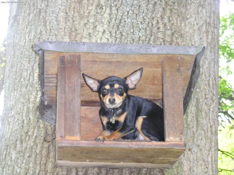 Foto: Pražský krysařík-KUKU!!!