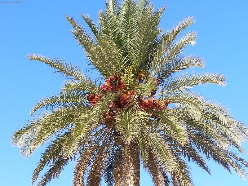 Foto: Palma datlová-Tunisko - Djerba