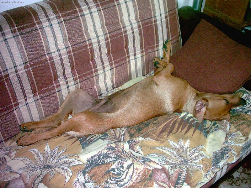 Foto: každý německý pinč patří do postele-...a kdo o tom pochybuje, je v... podpis- Alex