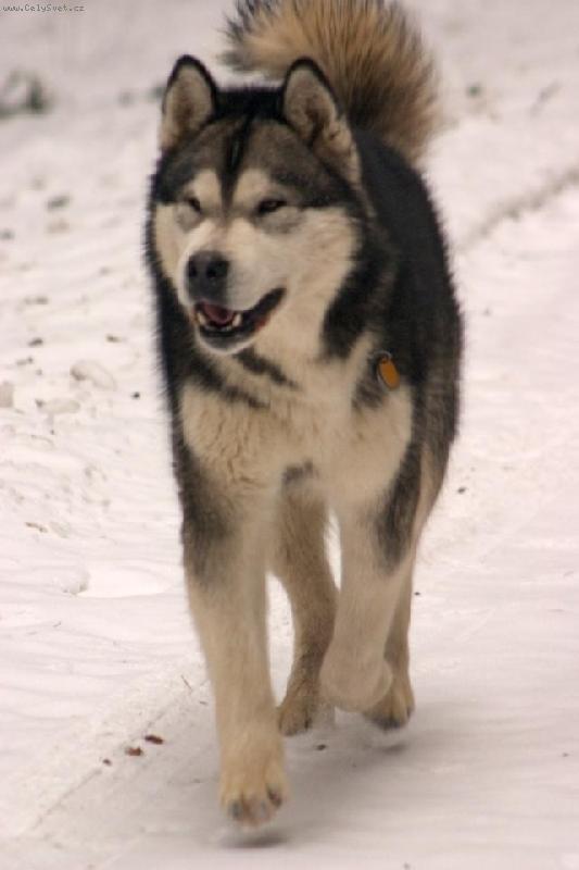 Foto: Adis-na sněhu je nejlíp