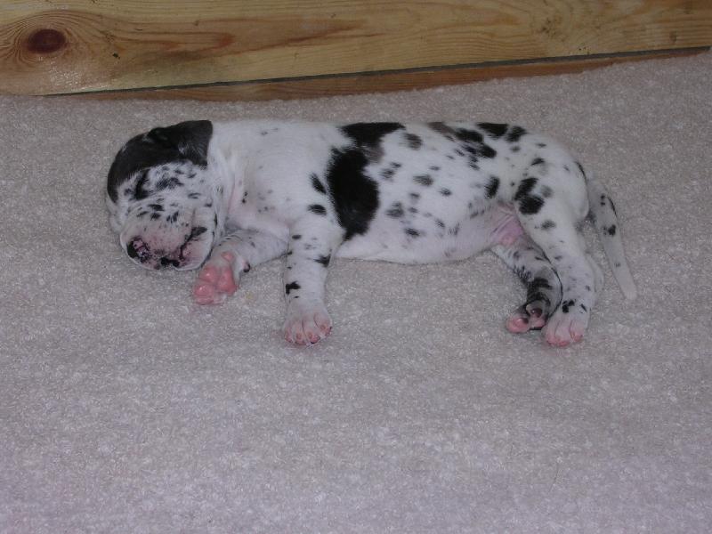 Foto: miminko německé dogy-Štěňátko z chovatelské stanice \"z Pernštýnských hradeb\"