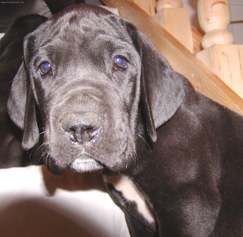 Foto: krásný kukuč-štěňátko z Pernštýnských hradeb