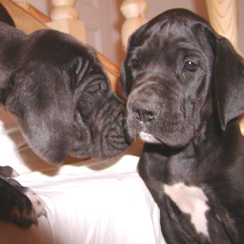 Foto: moc hezky voníš!-štěňátka  z Pernštýnských hradeb
