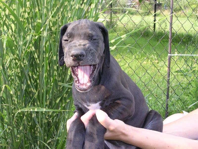 Foto: Umím se hezky smát!-Dolomita z Pernštýnských hradeb