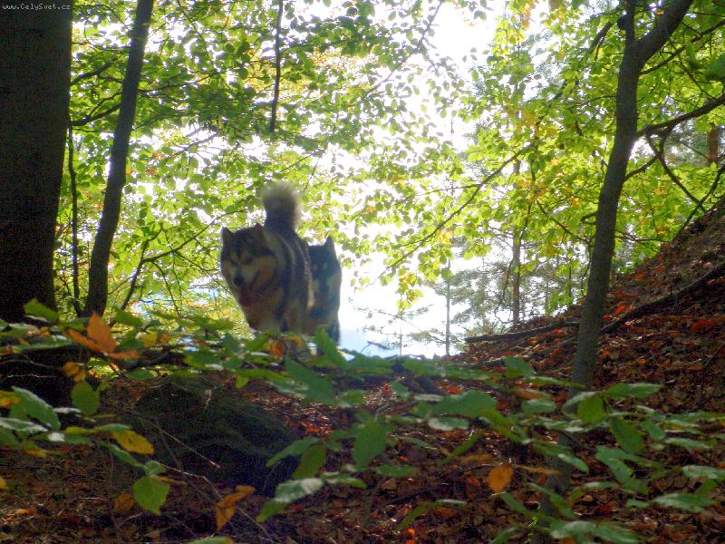 Foto: Podzimní pohled do lesa