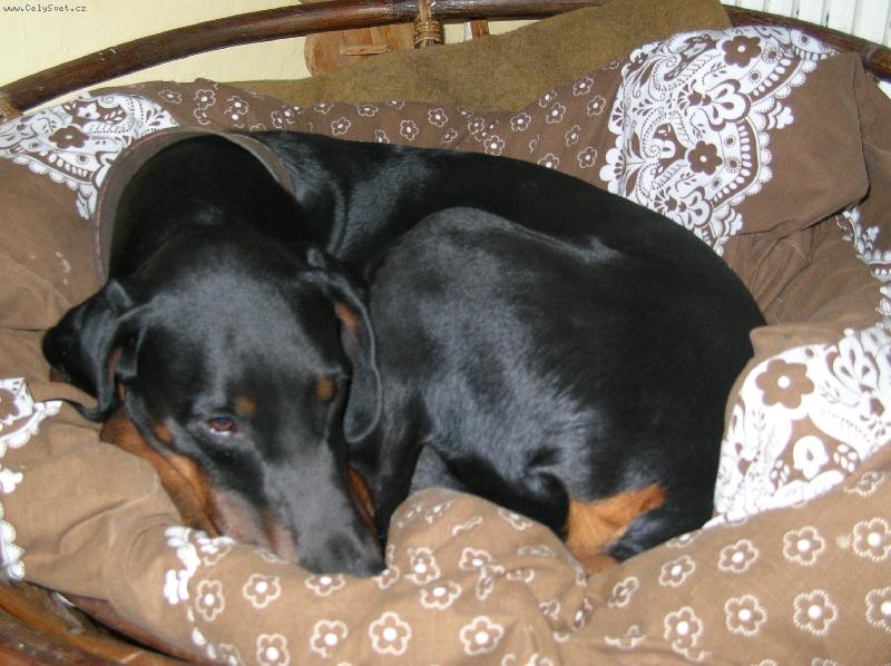 Foto: Foxíček- dobrman
