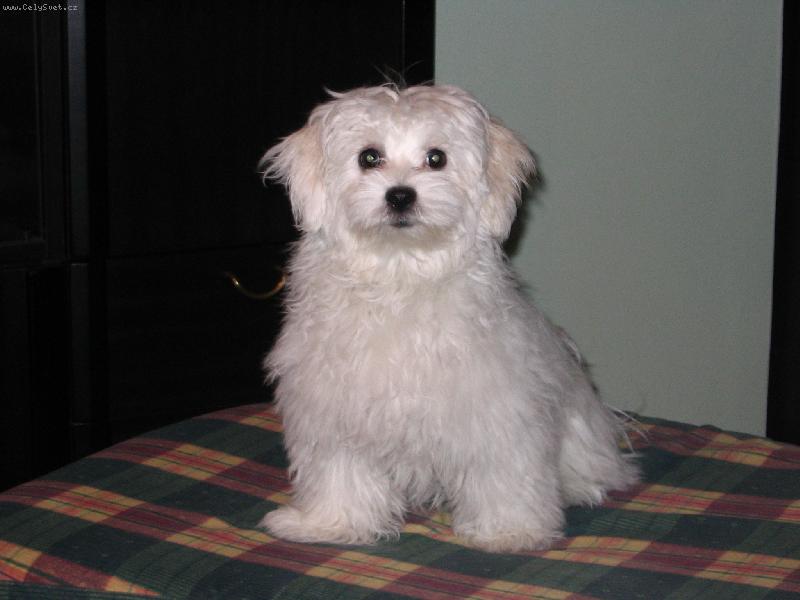 Foto: maxík-nejkrásnější pejsek