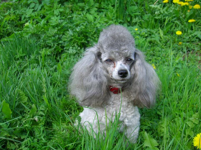 Foto: Pudl toy stříbrný-Marco Nagato