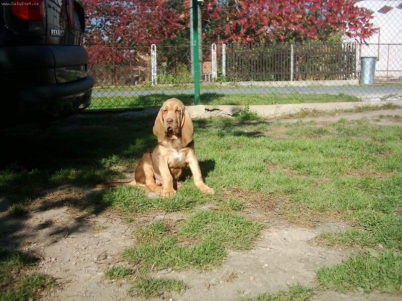 Foto: Victorius Famous Alhavant-malý,ale šikovný