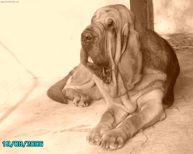 Foto: Bertille Famous Alhavant-důstojná dáma