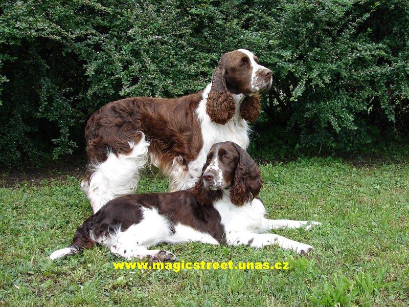 Foto: Hnědobílí pringři-Elegance Magic Street & Picabo\'s Blue Hope