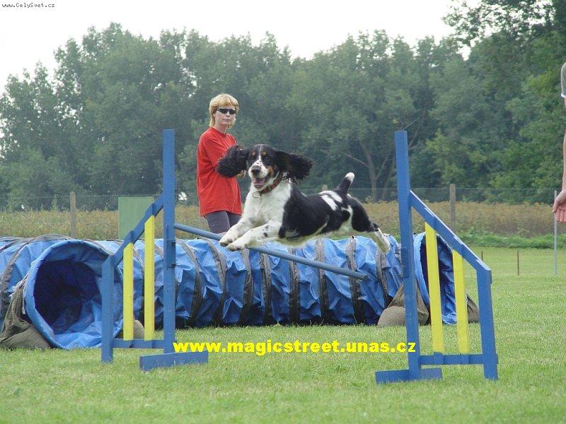 Foto: Agiliťák-Špringr je úžasný sportovec