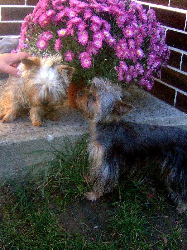 Foto: Charlie a Magie-To voní