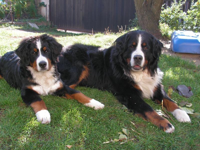 Foto: Brahms Eleuteria a Ch.Carda z Milešovské salaše