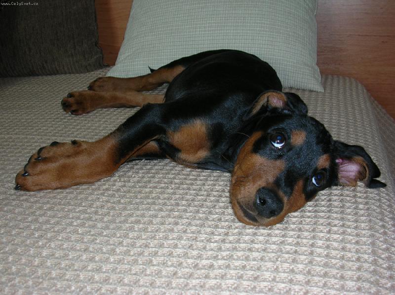 Foto: Rot - cerROT Danilo Škubánek-Rot má svoje stránky, tak je můžete omrknout :). http://rot.blog.cz/