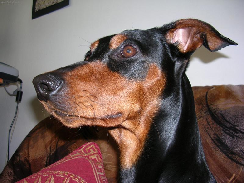 Foto: Rot - cerROT Danilo Škubánek-Rot má svoje stránky, tak je můžete omrknout :). http://rot.blog.cz/