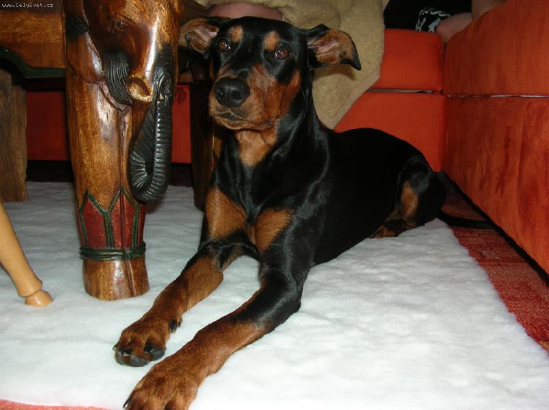 Foto: Rot - cerRot Danilo Škubánek-Rot má svoje stránky, tak je můžete omrknout :). http://rot.blog.cz/