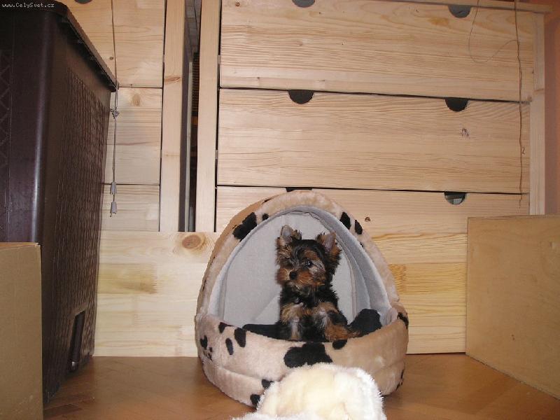 Foto: Daisy z Poruby-Daisy z Poruby