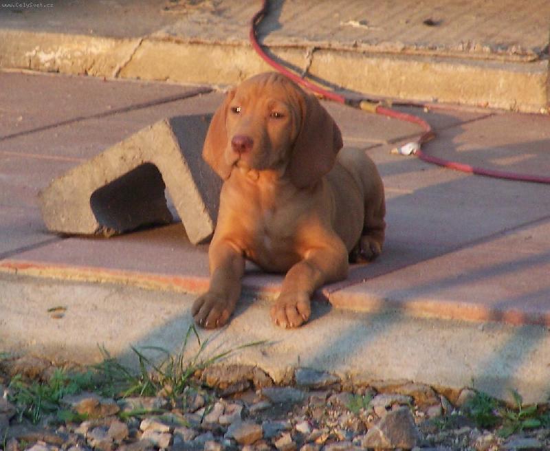 Foto: sfinga-BÁRA chvíli v klidu- opravdu jen chvíli  :)))