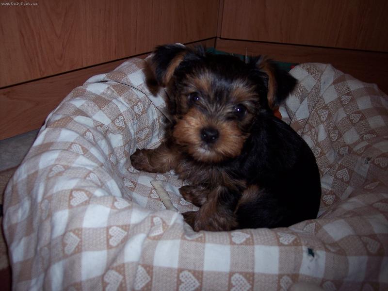 Foto: Arinka-Naše Arinka neni roztomilá??