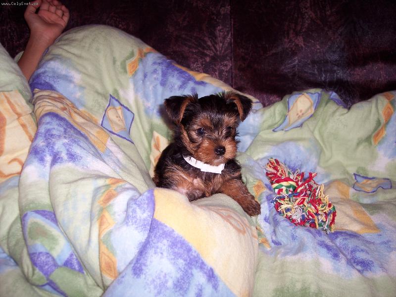 Foto: Arinka 2-Naše Arinka neni roztomilá???