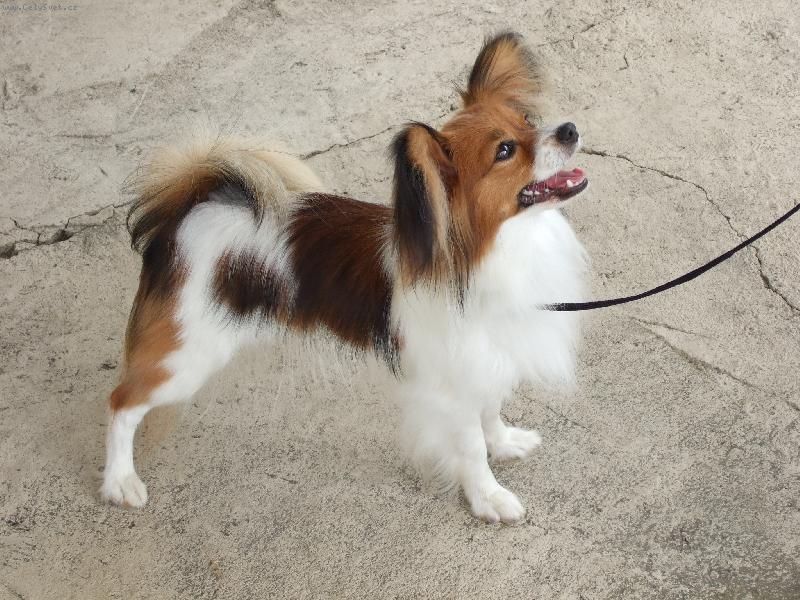 Foto: Anabell Sweet Awillon-Výstavní postoj naší krasavice