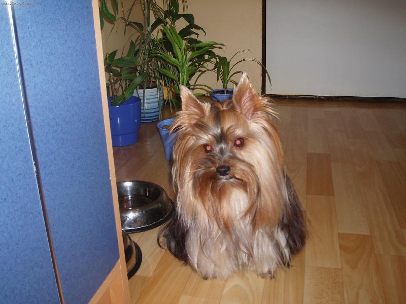 Foto: Čumáček-Akinek-Akinek doma