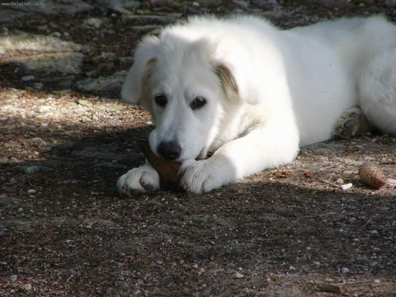 Foto: Naše veverka Bára