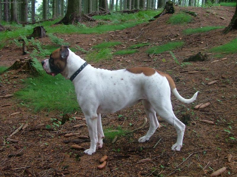 Foto: Grufik\'s Roxana -american bulldog typ standart-..můj 17měsíční ,,milášek,,/maj.Blanka Furišová/
