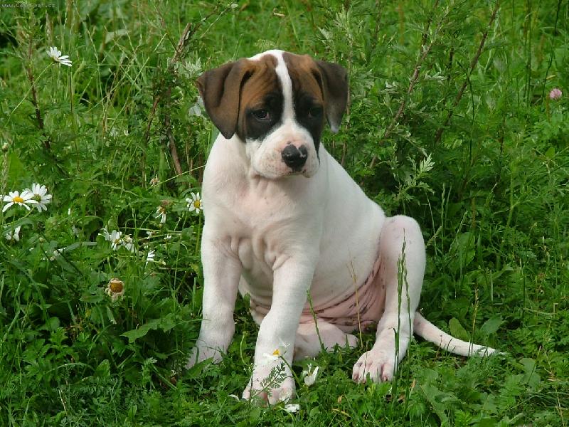 Foto: american bulldog /typ standart/-můj milášek co-by štěndo /maj.B.Furišová/
