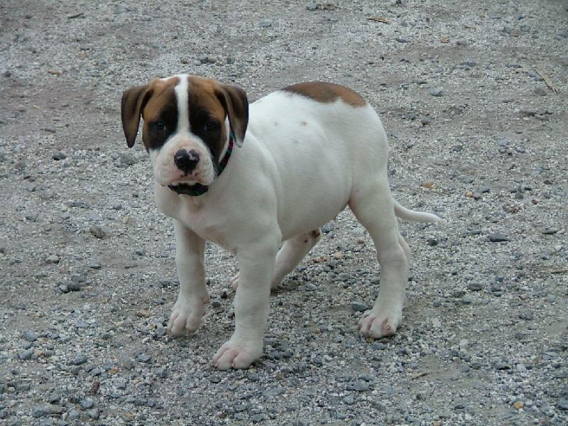Foto: american bulldog /typ standart/-můj milášek co-by štěndo /maj.B.Furišová/