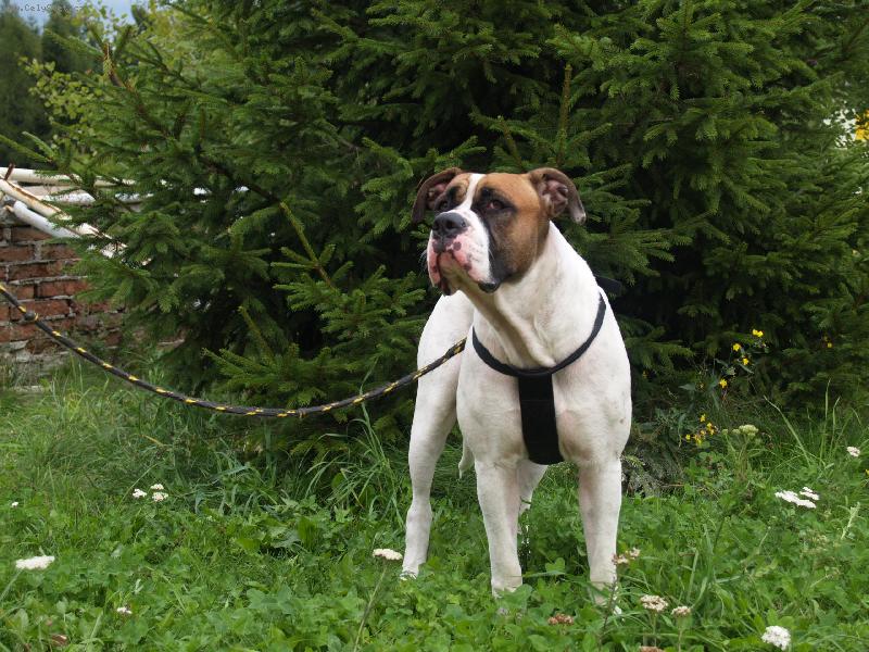 Foto: american bulldog /typ standart/..16měs.fenka-Roxinka