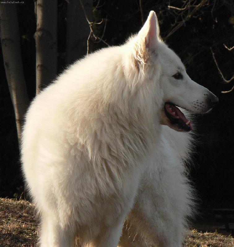 Foto: Chad Elbigi-Náš krasavec