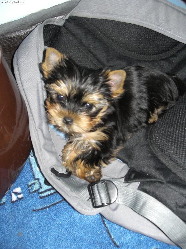 Foto: yorkšírský teriér