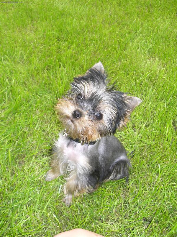 Foto: yorkšírský teriér